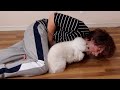飼い主が急に倒れたら愛犬は助けてくれるか？【トイプードル】　PDS