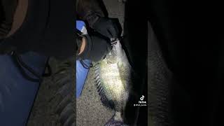 パワーイソメで大物釣れる#パワーイソメ #擬似餌#キビレ #クロダイ #穴釣り #ブラクリ #魚釣り #shorts