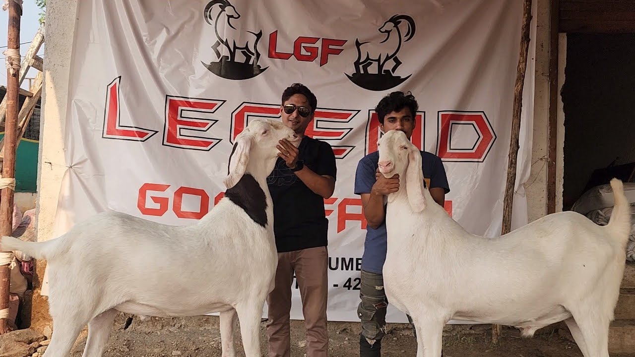 Alishan Bada Ready At Legend Goat Farm | Heaviest Goats Of Sohail Tanvar | King Of Quality.