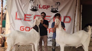 Alishan Bada Ready At Legend Goat Farm | Heaviest Goats Of Sohail Tanvar | King Of Quality.