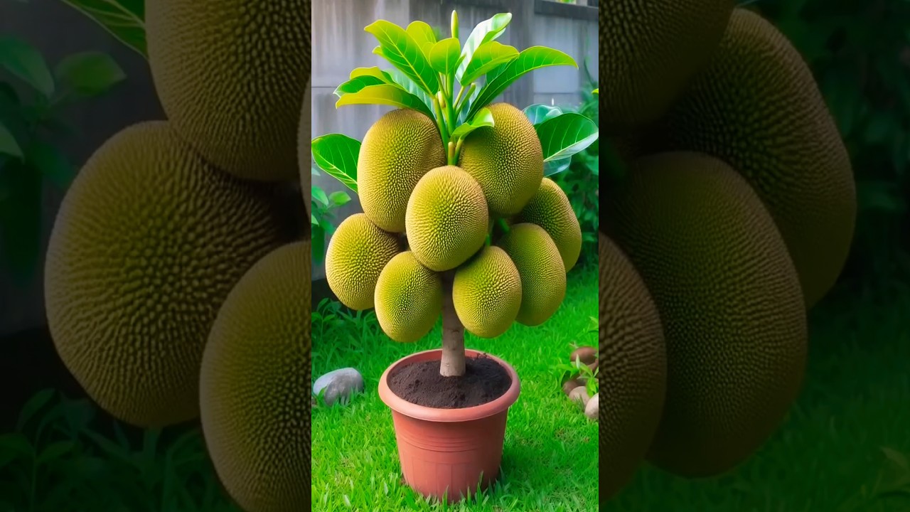 Mastering Jackfruit Grafting: Secrets for a Bountiful Harvest! 