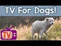 Relaxing TV For Dogs - Helped over 4 million Dogs Worldwide -with calming Therapy Music