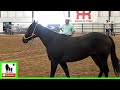 Quarter Horse Fillies Auction - 2020 Coolhorse Colt Starting Challenge