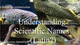 Understanding Fish Scientific (Latin?) Names ~ L Numbers, pleco, aquariums