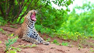 4K Collection: Lovely and Peaceful Moments of Leopards