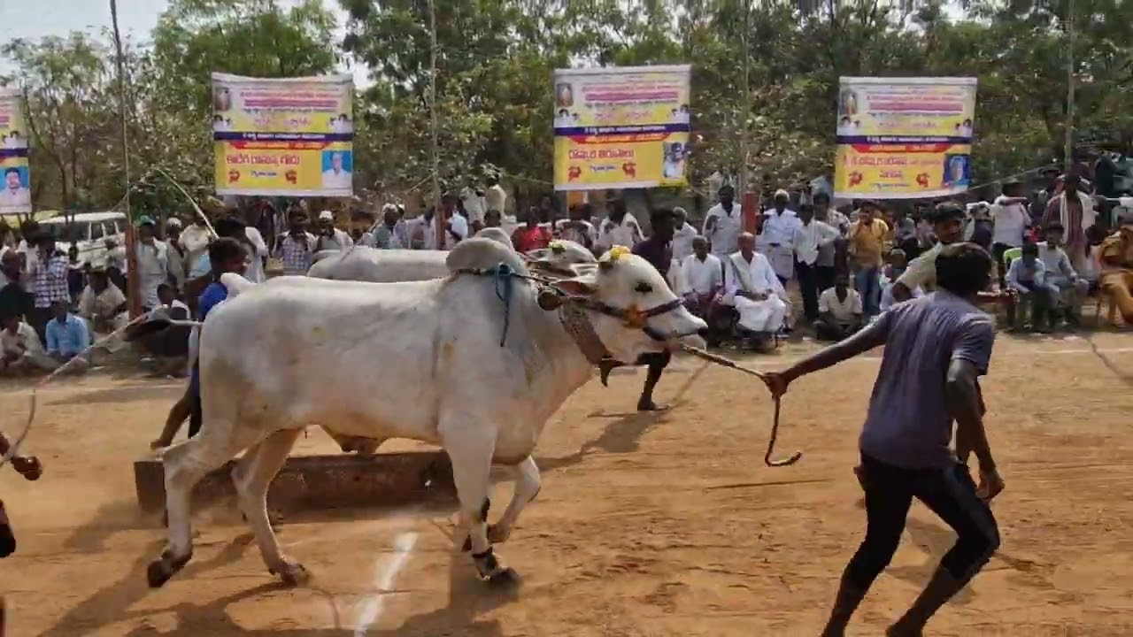 Won 5th Prize🏆 at Rollapadu  in 2teeth category among 29 pairs. 