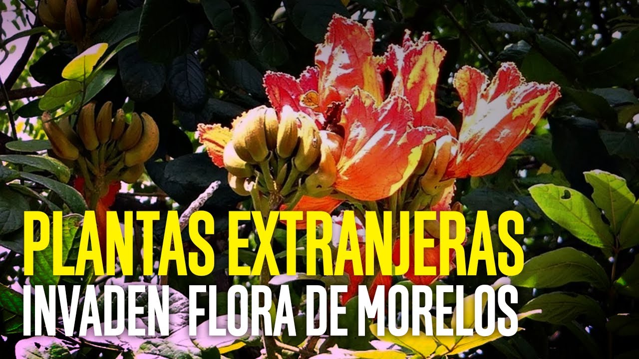 Plantas extranjeras invaden plantas endémicas de Morelos - YouTube