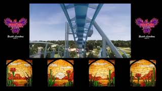 Phoenix Rising Pov Busch Gardens Tampa