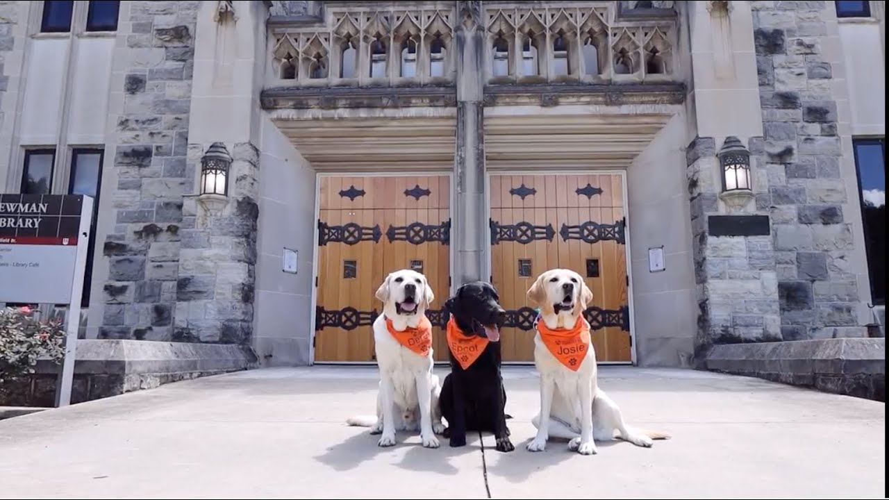 The VT Therapy Dogs Visit the Studios