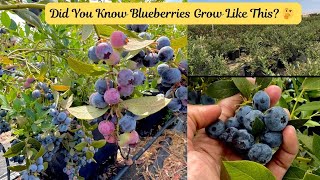 Famous Massive Blueberry Farm ! Harvest Fresh Blueberries with me 🫐🍀 Net Worth
