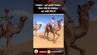 Senate Committee Mistakes CAMELL Project For A Camel | Candid Show