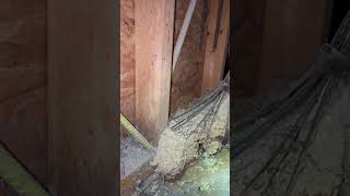 Excavating a Wasp Nest #pestcontrol