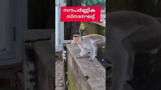 സൗപർണ്ണിക നദി. 🪷 #ytshorts #souparnika #kollurmookambikatemple #holyriver #adisankaracharya #reels