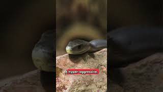 The Top 5 Deadliest Animals (Number 1 Will Shock You!) 😱🌍