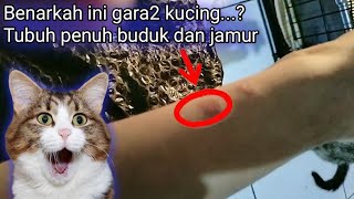 Ada Yang Pernah Ngalamin⁉️ Tubuh Gatal Gatal Karena Terpapar Kuman Dari Kucing... by Sahabat Meongers 567 views 1 month ago 10 minutes, 13 seconds