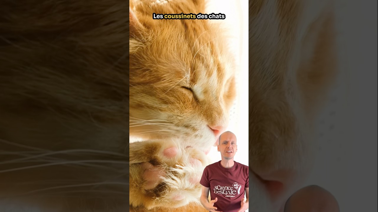 Les coussinets des chats sont incroyables !