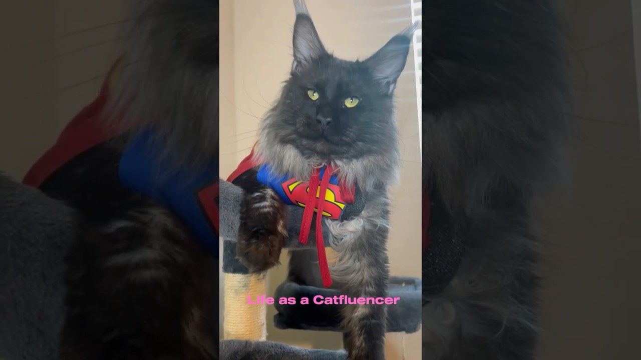 life of a cat influencer 