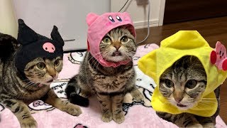 猫のちょりがコスプレショーをしたらマジで可愛すぎたｗ