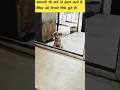 Dogs Lover Quotes ❤️ #pets #dog #dogshorts