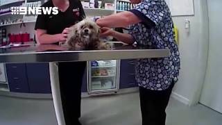Police bodycam films dog being rescued from hot car in Adelaide