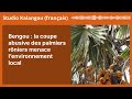 Bengou La Coupe Abusive Des Palmiers Rôniers Menace L Environnement Local Studio Kalangou