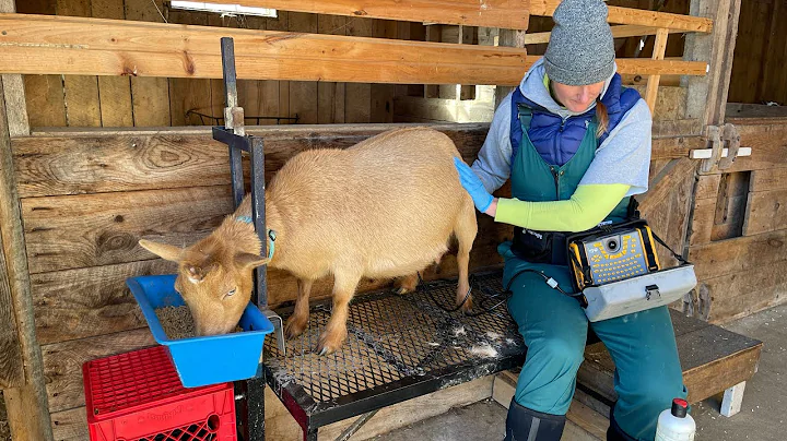 April goat kid reveal!