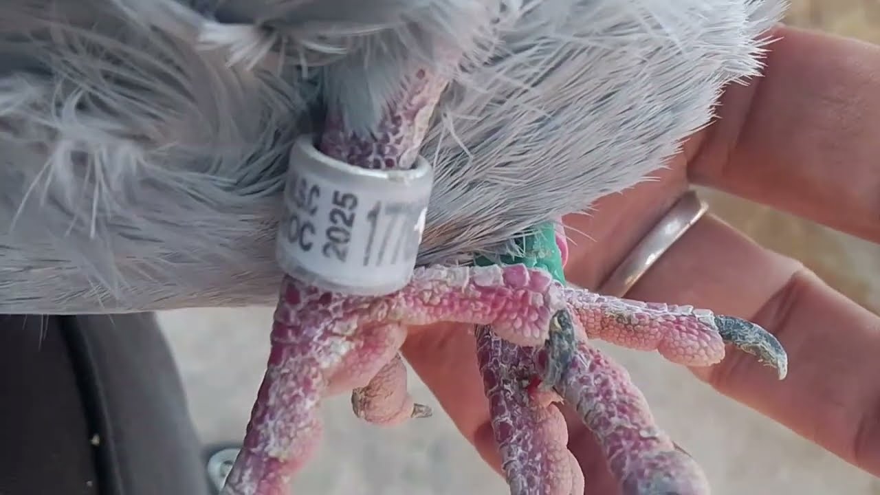 اطلاق الحماما لمولاها نتمنى توصل عندو