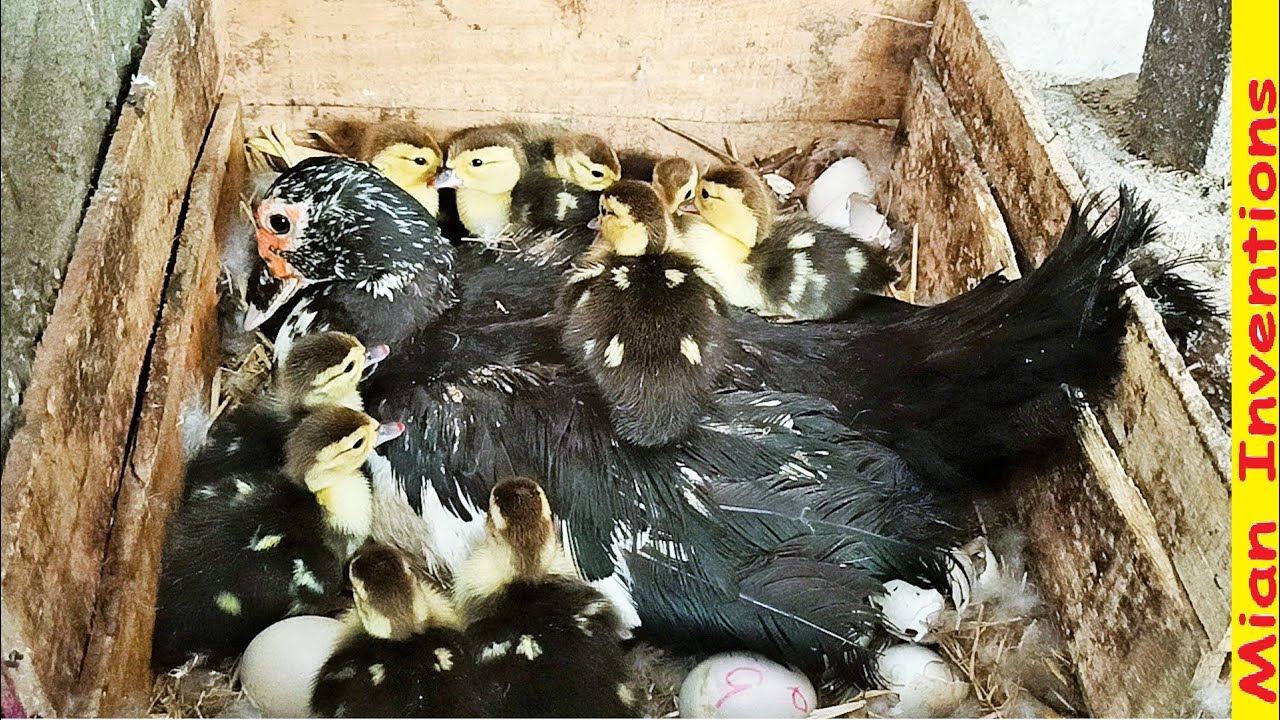 Muscovy Duck Harvested Her EGGS TO 12 Duck babies Duckling hatching
