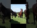 घोड़े के बारे में  5 facts #facts #shots #youtubeshorts #horse #reels #reelsviral #factshindi #viral