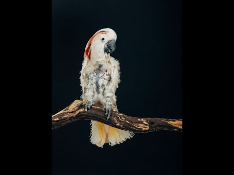 Vídeo: Quin Tipus D’ocell és Una Cacatua?