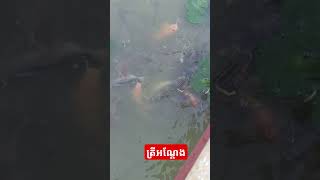 Very, very big fish.