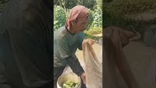 petikan timun #pertanian #agrikultur #berkebun #petani #timunsuri