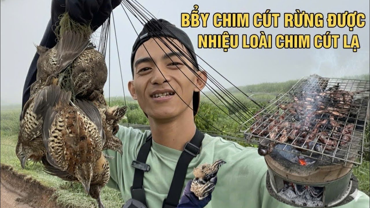 BẮT ĐƯỢC CHIM CÚT HIẾM Ở BẢI MÌ,NGỦ RỪNG,CUỘT SỐNG QUÊ 