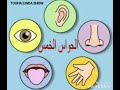 درس الحواس الخمس للسنة الأولى ابتدائي 