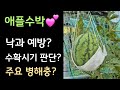 애플수박 낙과방지😃 수확시기 판단👍 주요병충해 😃
