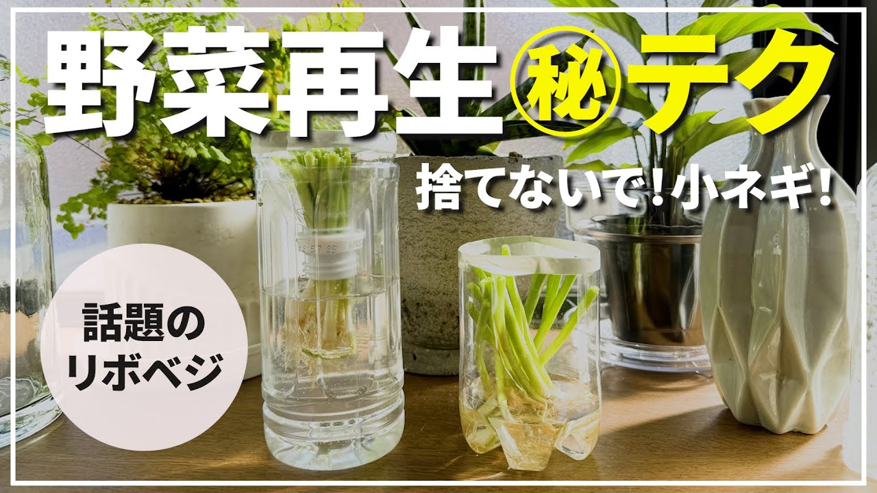 ネギ 再生 栽培