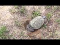 Turtle laying eggs, and the cute hatchlings