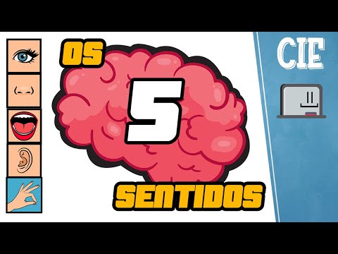 Os cinco sentidos - Como funcionam os 5 sentidos?