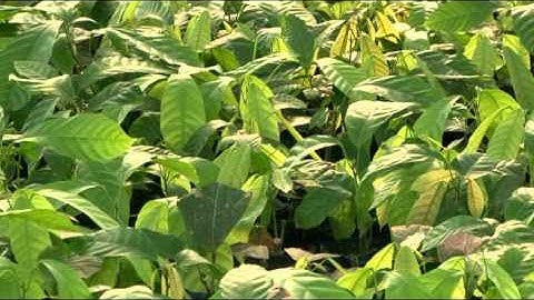 Nestlé Cocoa Plan en 3 minutos (Español)