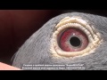 Ідеальне око голуба
