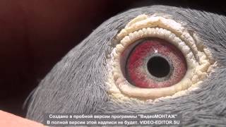 Ідеальне око голуба