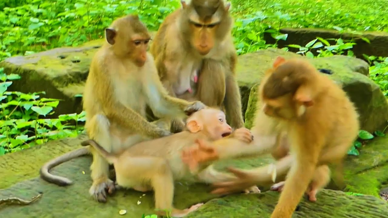 Hilarious​ Action Leo is angry with Lily reports to mom with her sister Rainbow comes to bite him 😅🐒
