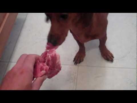 raw pork bones for dogs
