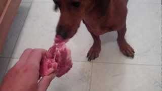 Watch red, a 3 y/o mini dachshund, partake in her barf (biologically
appropriate raw foods) diet breakfast of meaty pork neck bone. the
bone ...