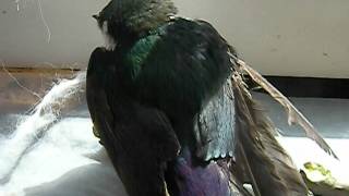Violet-Green Swallow.AVI