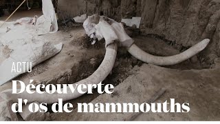 Les restes de 14 mammouths chassés par l'homme découverts au Mexique