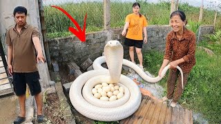Cuộc Gọi Khẩn Cấp Của Bà Cụ 80 Tuổi Phát Hiện 4 Con Rắn Hổ Mang Đang Đẻ Trứng Trong Đống Gạch