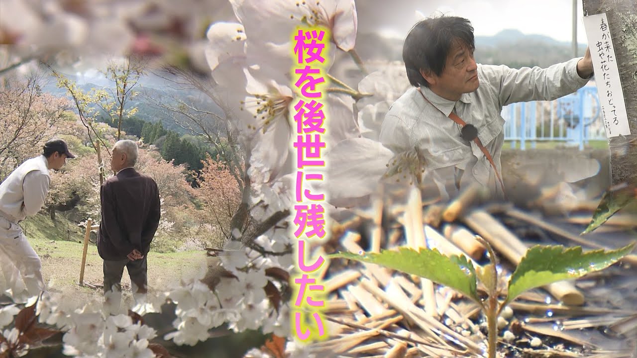 緊急取材】「桜に忍び寄る危機…」日本人の心『サクラ』を絶やすな…桜を