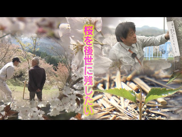 緊急取材】「桜に忍び寄る危機…」日本人の心『サクラ』を絶やすな…桜を