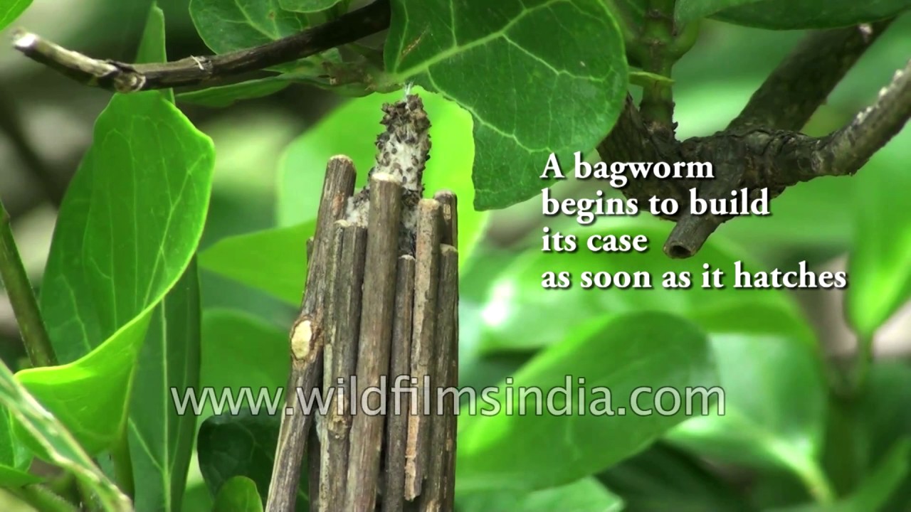 Pshychidae or Bagworm Moth is an intriguing insect